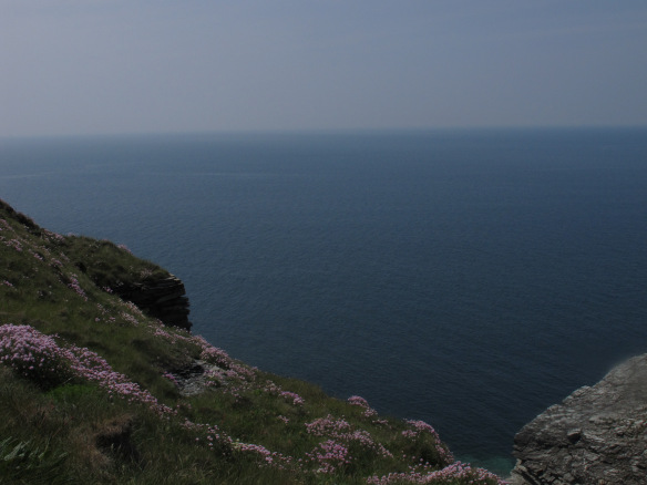 Irrelevant photo: thrift growing on the cliffs.
